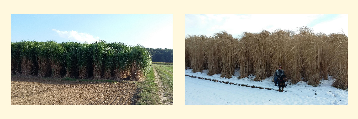 Miscanthus 1..jpg